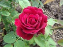 Prince Camille de Rohan (Pot 4L)