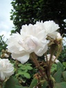 Quatre Saisons Blanc Mousseux (Pot 4L)