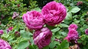 Reine des Centfeuilles (Pot 4L)