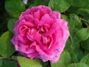 Rembrandt (Pot 4L)
