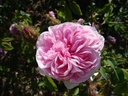 René d'Anjou (Pot 4L)