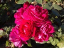 Robusta (Pot 4L)