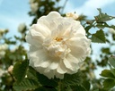 R. alba maxima (Pot 4L)