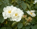 R. alba semi-plena (Pot 4L)