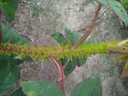 R. muscosa japonica (Pot 4L)
