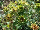 R. chinensis viridiflora (Pot 4L)