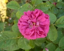 Rose de Resht (Pot 4L)