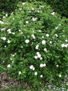 Rose de Schelfhout (Pot 4L)