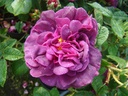 Rose des Maures (Pot 4L)