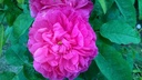 Rose du Roi (Pot 4L)