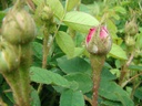 Salet (Pot 4L)