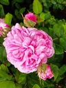 Sidonie (Pot 4L)