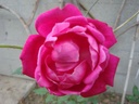 Slater's Crimson China (Pot 4L)