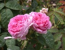 Soupert et Notting (Pot 4L)