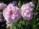 Souvenir de Mme. Auguste Charles (Pot 4L)