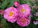 St Nicholas (Pot 4L)