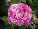Tricolore de Flandre (Pot 4L)