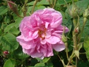 Trigintipetala (Pot 4L)