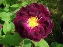 Tuscany (Pot 4L)