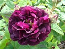 Tuscany Superb (Pot 4L)