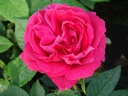 Ulrich Brunner Fils (Pot 4L)