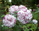 Variegata di Bologna (Pot 4L)