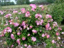 R. gallica velutinaeflora (Pot 4L)