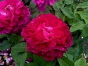Ville de Londres (Pot 4L)