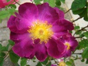 Violacea (Pot 4L)
