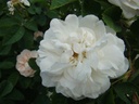 White Jacques Cartier (Pot 4L)