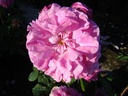 Yolande d'Aragon (Pot 4L)
