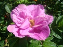 Belle Poitevine (Pot 4L)