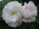 Fimbriata (Pot 4L)