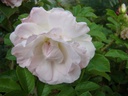 Polareis (Pot 1.3L)