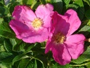 Scabrosa (Pot 4L)