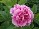 Thérèse Bugnet (Pot 4L)