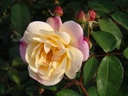 Apricot Bells ® (Pot 4L)
