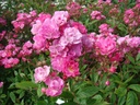 Belinda (Pot 4L)