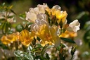 Bloomfield Dainty (Pot 4L)