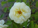 Callisto (Pot 4L)