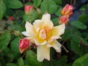 Ceres (Pot 4L)