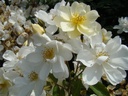 Elisabeth Oberle ® (Pot 4L)