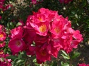Grand-Duc Jean ® (Pot 1.3L)