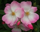 Juliana von Stolberg (Pot 4L)