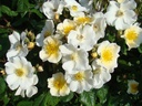 Rosalita ® (Pot 4L)