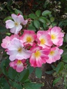 Schengen Rose ® (Pot 4L)
