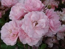 Bonica ® (Pot 4L)