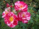 Christopher Colombus (Pot 4L)