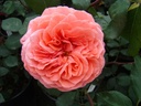 Cimarosa ® (Pot 4L)