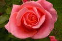 Grand-Duc Henri (Pot 4L)